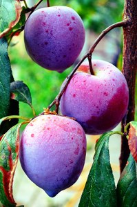 plums-2730726_960_720.jpg