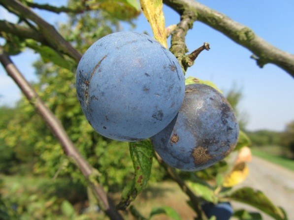 prunes des princes