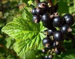 ribes nigrum