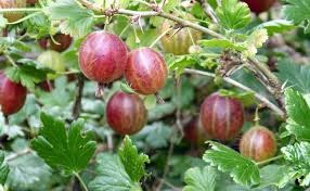 ribes uva crispa