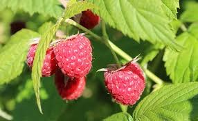 rubus ideaus